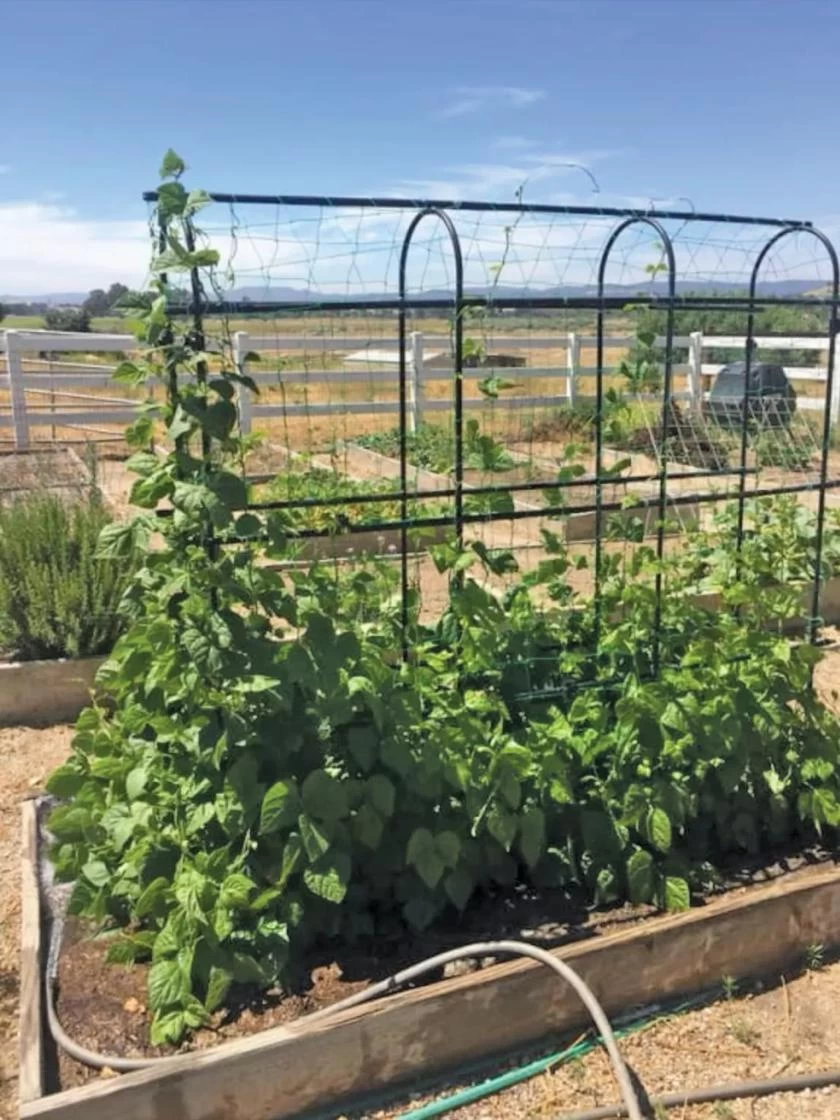 Titan Pea Tunnel - Image 4