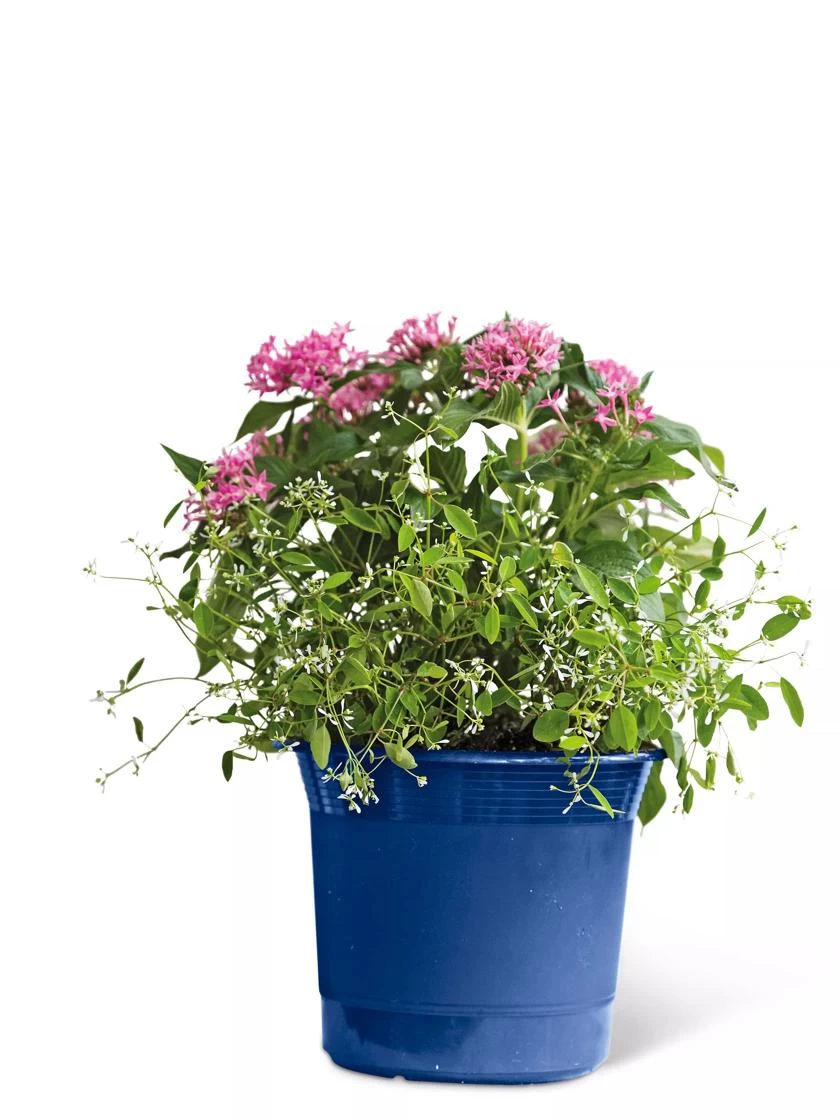 Eezy Gro Self-Watering Planters - Image 7