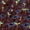 Coco Coir Seed Starting Discs And Tray